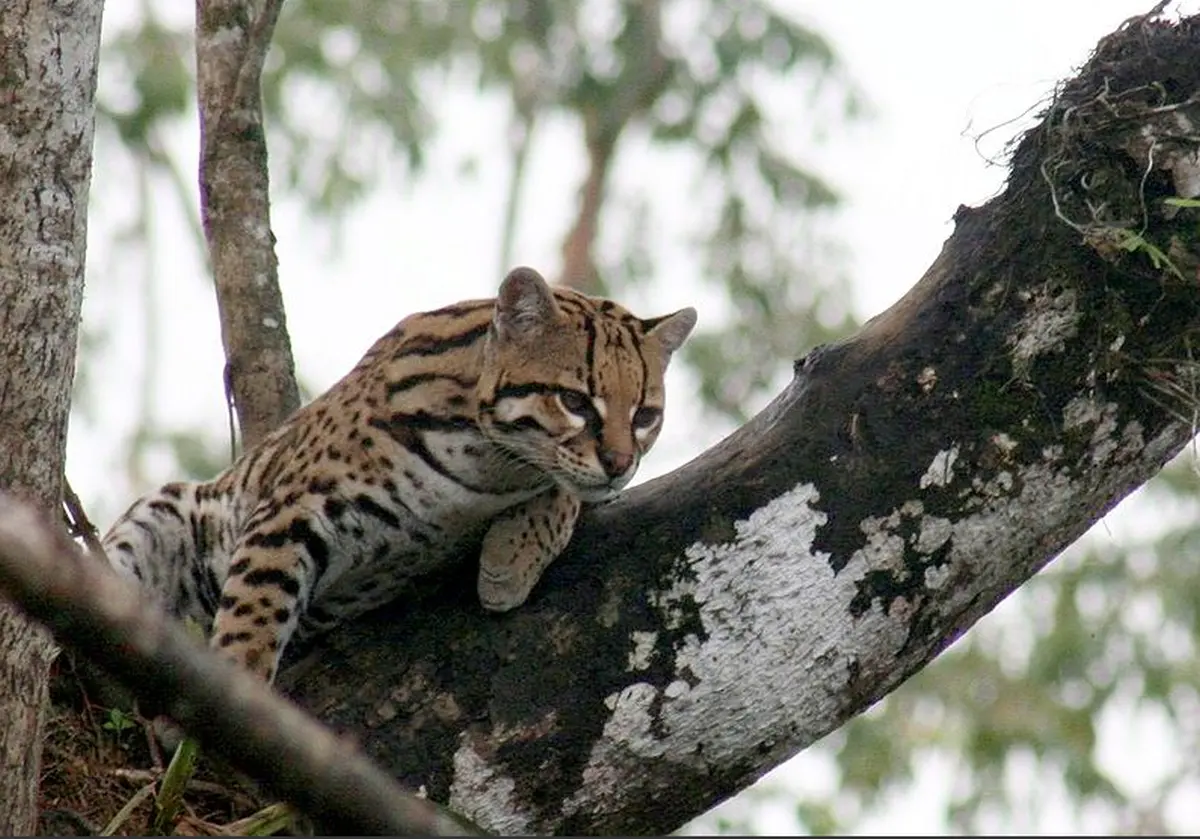 Gato-do-Mato