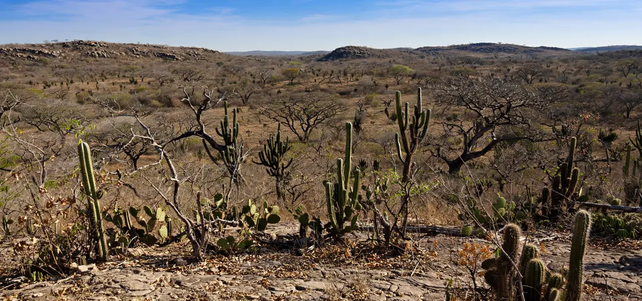 Caatinga em Preservação - Oásis no Sertão